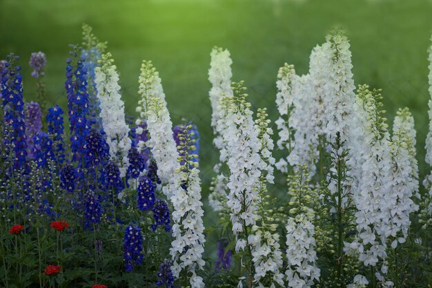 Fleur de delphinium en fleurs Belles fleurs de pied d'alouette Bougie Plante de pied d'alouette avec des fleurs sur fond flou