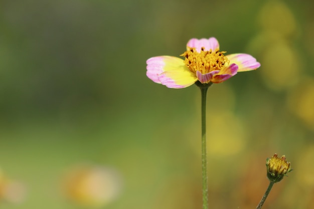 Fleur de diasie tropica