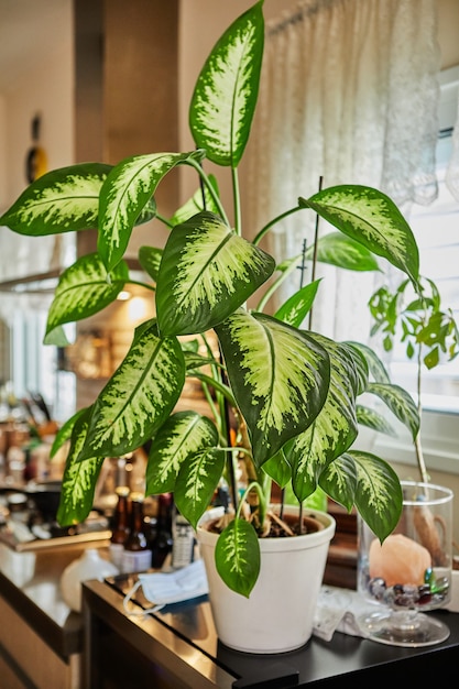 Fleur de dieffenbachia ou dumbcane dans un pot dans une cuisine à domicile, pour la décoration intérieure.