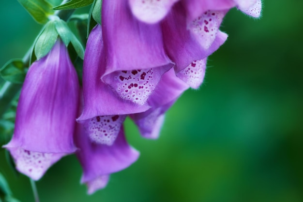 Fleur de digitale qui fleurit sur une branche d'arbre dans un jardin botanique Gros plan d'une jolie fleur d'été poussant dans la nature Pétales fleurissant sur une plante florale dans une arrière-cour