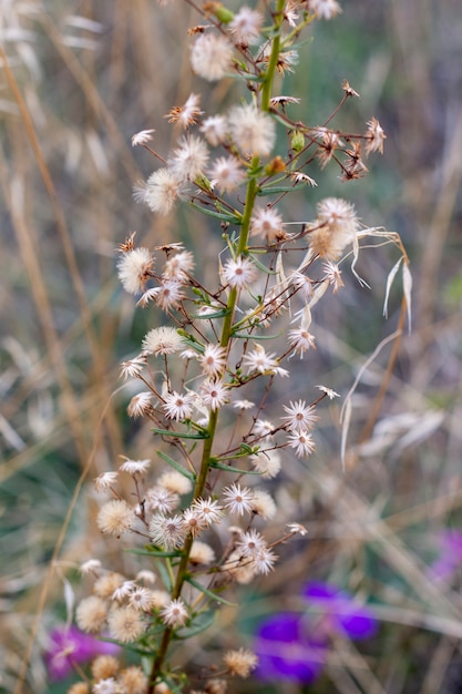 Fleur de Dittrichia graveolens