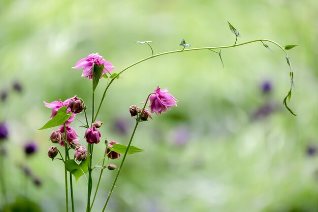 Fleur double d'une ancolie rose (Aquilegia vulgaris)