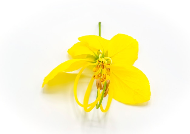 Fleur de douche dorée en fleurs