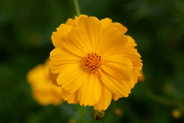 La fleur du cosmos dans le jardin de près