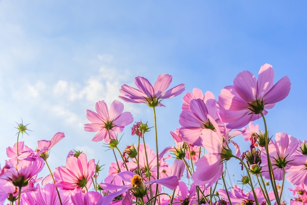 La fleur du Cosmos