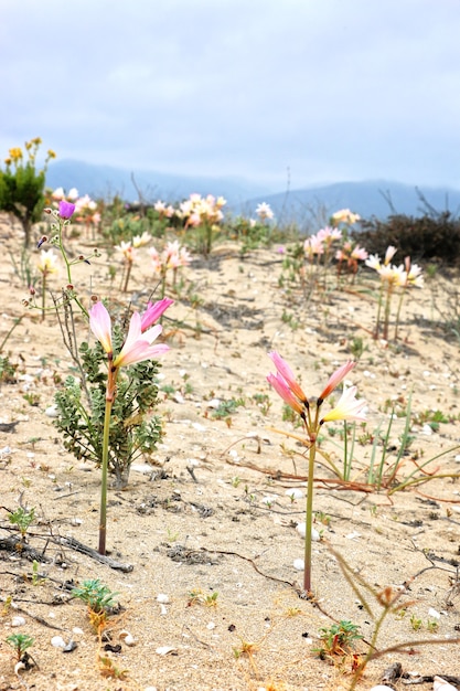 Fleur du désert dans la région d'Atacama au Chili Fleur sauvage poussant dans un environnement aride