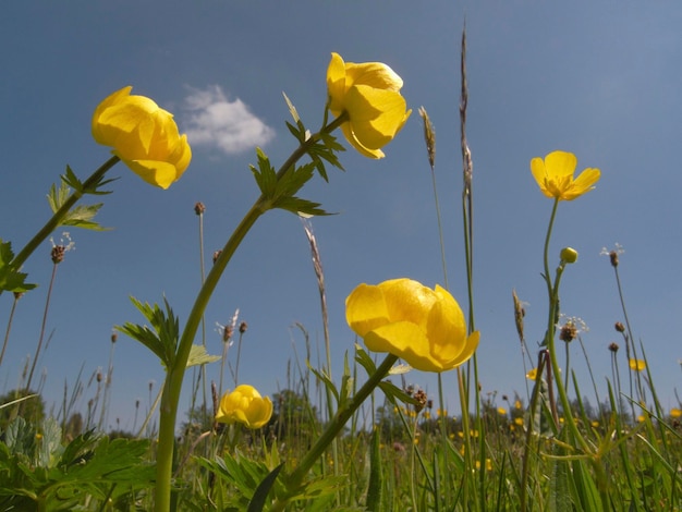 Fleur du globe Trollius europaeus