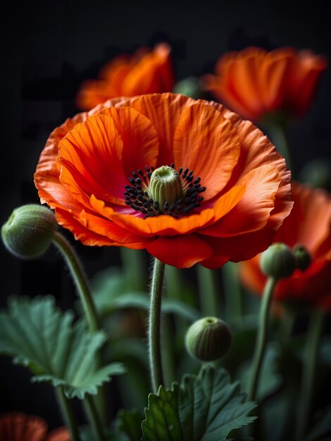 La fleur du pavot est une belle fleur.