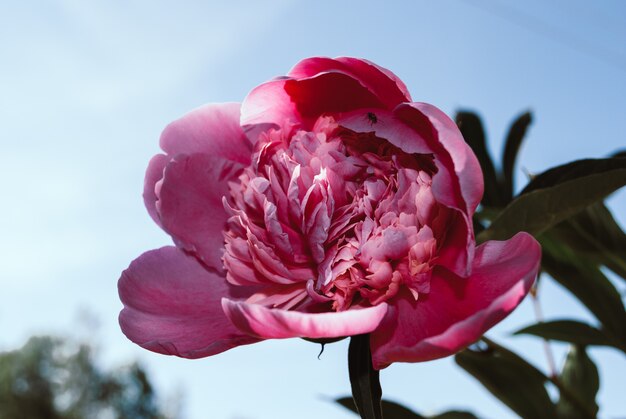 La fleur du peon qui pousse dans un jardin d&#39;été.