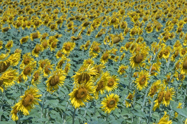 Fleur du soleil dans les champs. Beau fond de fleurs du soleil.