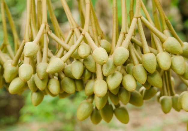 la fleur de durian dans la nature