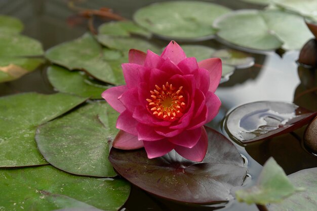 Photo une fleur sur l'eau