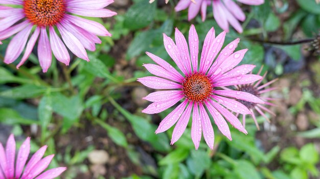 Fleur d&#39;Echinacea mauve dans un jardin.