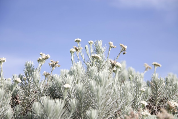 La fleur d&#39;edelweis froide