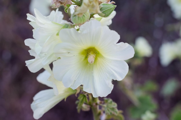 Une fleur d'églantier blanc sur un buisson en été.