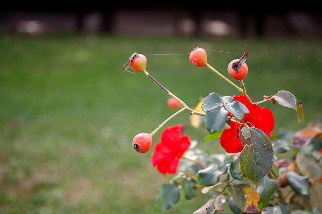 Fleur d'églantier en fleurs belle fleur rouge sur une branche de buisson