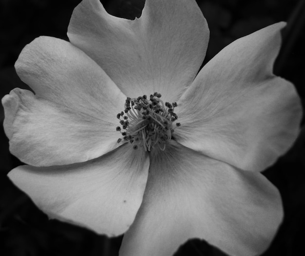 Photo fleur d'églantier noir et blanc