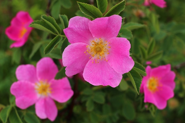 Fleur d'églantier rose en été.