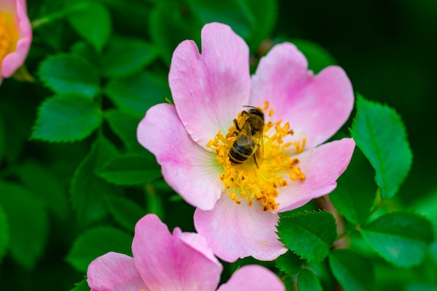 Fleur d'églantier rose sur un gros plan de buisson.