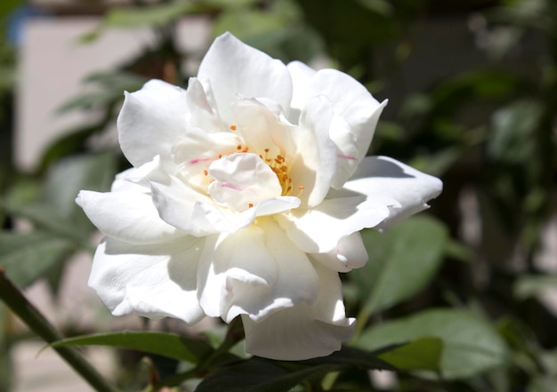 Fleur d'églantier sauvage avec fond flou journée ensoleillée