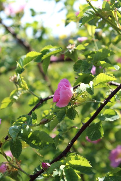 Fleur d'églantier sauvage avec fond flou journée ensoleillée