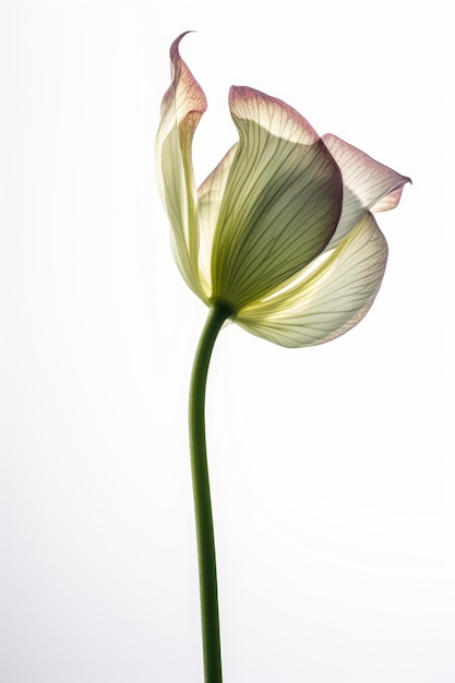 Fleur élégante sur fond blanc