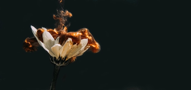 Fleur encre peinture à l'eau goutte bronze pétales noir