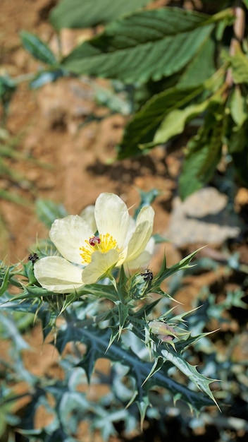 Fleur entièrement fleurie d'Argemone Mexicana fleur chardon des Bermudes kateri ka phool etc.