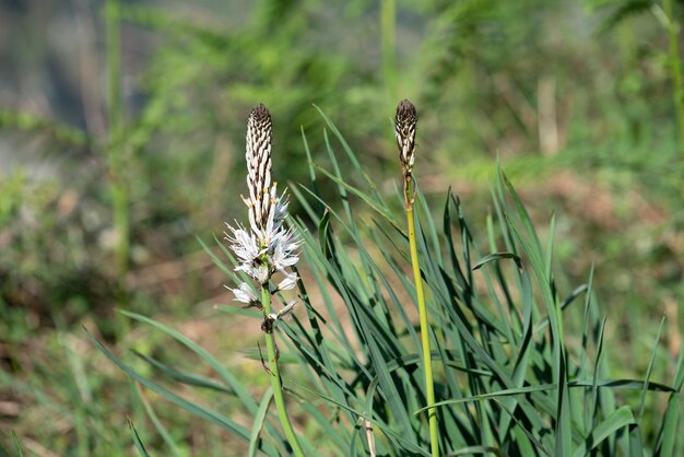 Photo fleur entre les hautes herbes