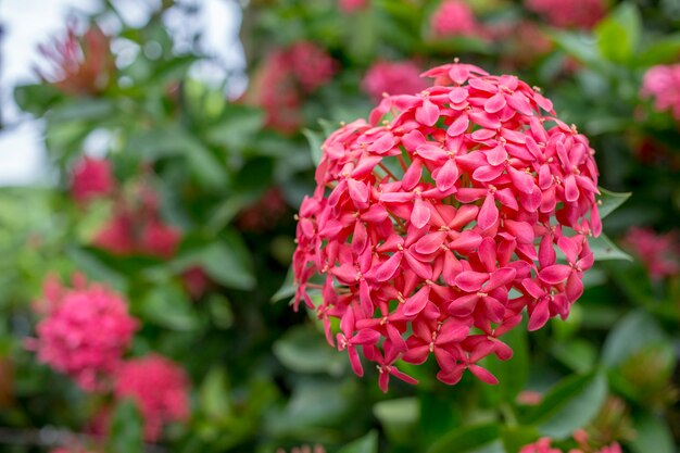 Fleur en épi