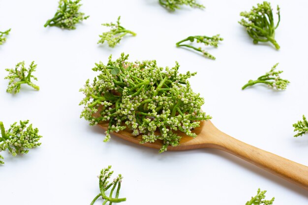 Fleur d'épinards de Ceylan sur fond blanc