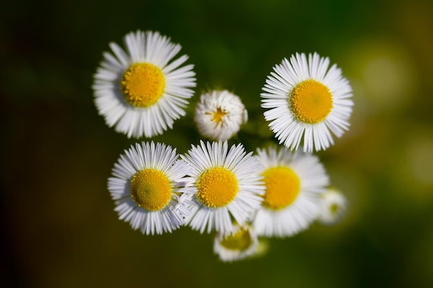 La fleur est baignée dans la douce lueur du soleil