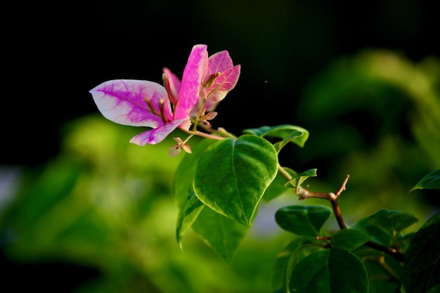 Cette fleur est très belle