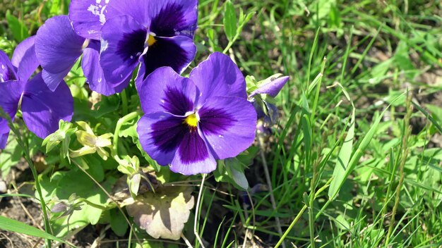 La fleur est violette.