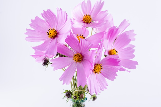 Fleur d'été. Délicates fleurs rose cosmos sur tableau blanc