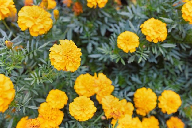 Fleur d'été jaune souci ou fond de tagetes