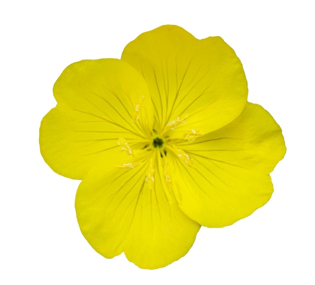 Fleur d'été jaune