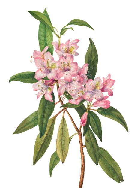 Photo la fleur d'été rosebay rhododendron illustration png