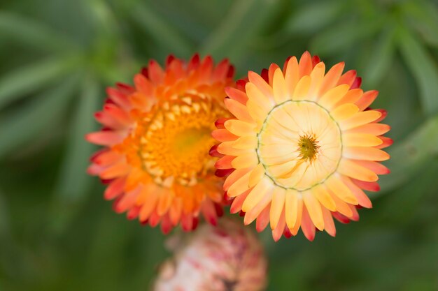 Photo fleur éternelle orange