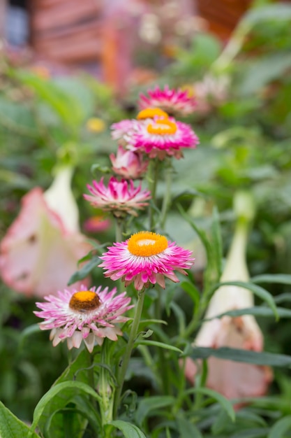 Photo fleur éternelle rose