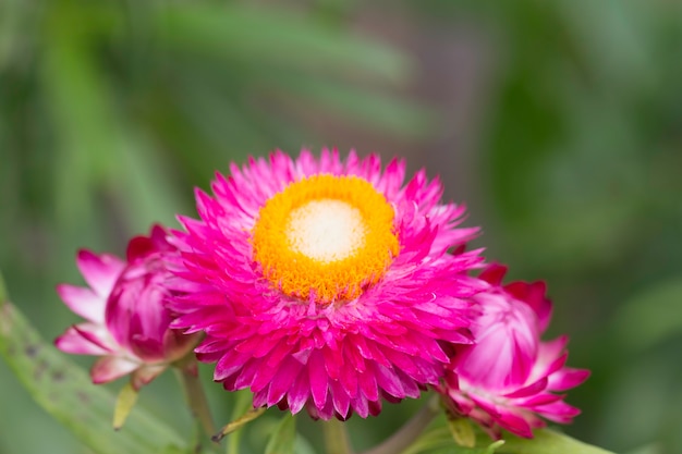 Fleur éternelle rose