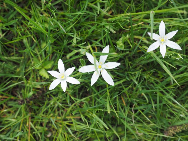 Fleur d'étoile de Bethléem