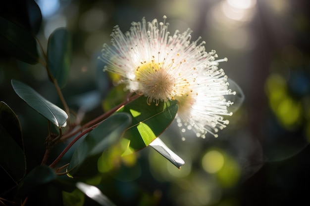 Fleur d'eucalyptus au soleil du matin avec des rayons de lumière qui brille à travers