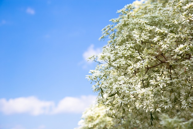 Fleur D'euphorbe Avec Ciel Bleu