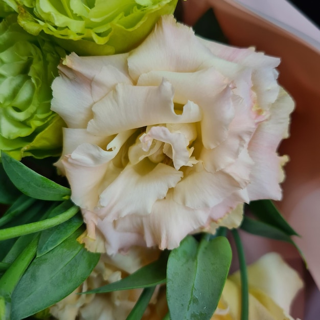 Fleur d'Eustoma, Lisianthus vert et beige. Plantes pour bouquets. Floristique