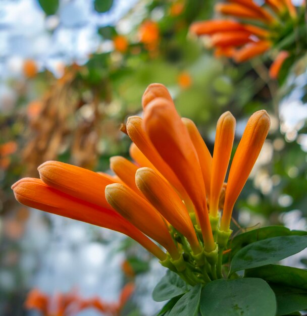 une fleur exotique en gros plan