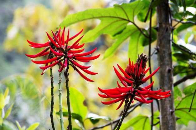 Fleur exotique rouge trouvée au Brésil