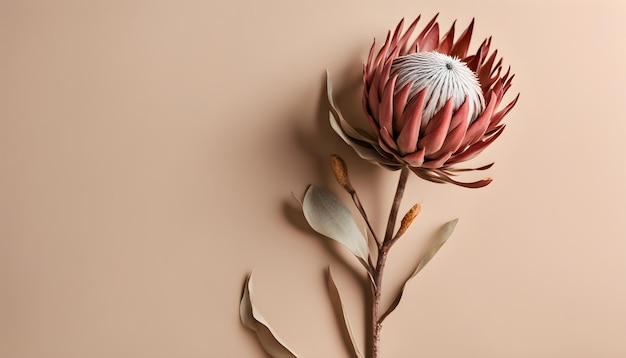 fleur exotique séchée Protea et ombre sur fond texturé de peinture beige