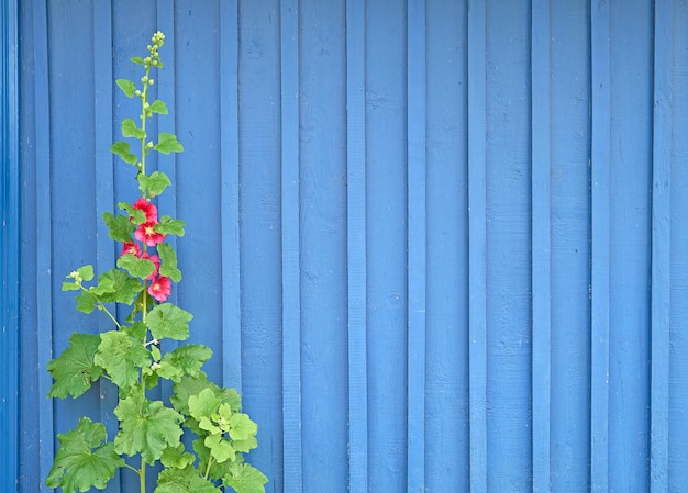 Fleur extérieure en fleurs contre un mur en bois bleu