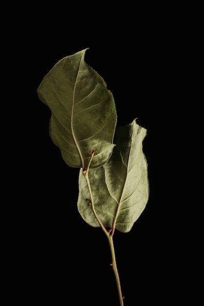 Fleur fanée Fleurs fanées sur mur noir Fleurs séchées